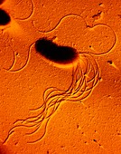 TEM of bacterium Pseudomonas fluorescens