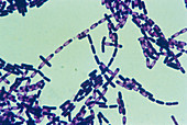 Colony of Bacillus subtilis bacteria
