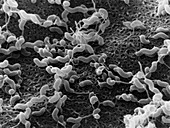 Campylobacter jejuni bacteria