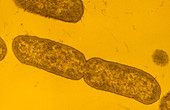 Salmonella typhimurium bacteria dividing