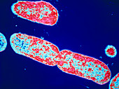 False-col TEM of Salmonella typhimurium
