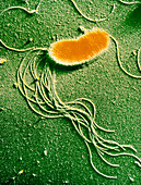 Pseudomonas fluorescences bacteria