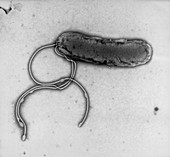 Single Helicobacter pylori bacterium