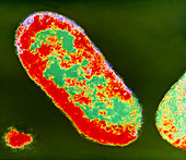 Coloured TEM of Shigella sp. bacteria