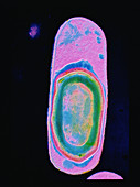 Bacillus subtilis bacterium with spore
