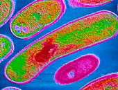 Listeria monocytogenes bacteria