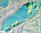 Pseudomonas aeruginosa bacterium