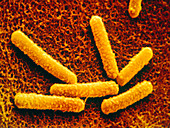 Coloured SEM of Bacillus subtilis