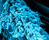 Bacillus stearothermo- philus bacteria