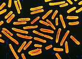 Lactobacillus bacterial cells
