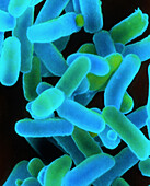 Shigella dysenteriae bacteria