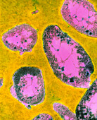Francisella tularensis bacteria