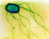 Salmonella enteritidis bacterium