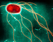 Salmonella enteritidis bacterium