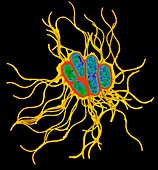 Coloured TEM of Salmonella bacteria