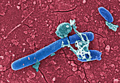 Salmonella goodhue bacteria,coloured SEM