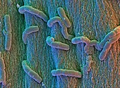 Bacillus cerus bacteria,SEM