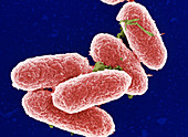 Salmonella bacteria,SEM