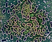 Lactococcus sp. bacteria,SEM