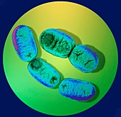 Shigella bacteria,TEM