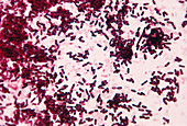 Bacillus bacteria spores