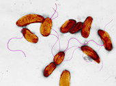 Cholera bacteria,TEM