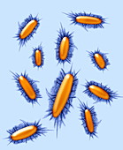 Prevotella dentalis bacteria