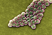 Acinetobacter baumannii bacteria,SEM