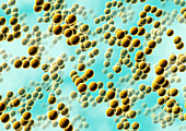 Spherical bacteria