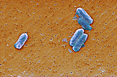 Citrobacter bacteria,SEM