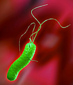 Helicobacter pylori bacterium