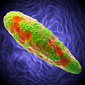Clostridium bacterium