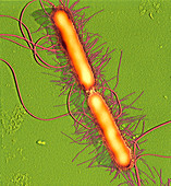 Proteus vulgaris bacteria,SEM