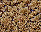 Bacillus subtilis bacteria,SEM
