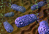 Helicobacter pylori bacteria,artwork