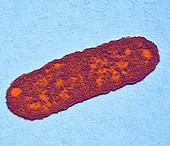 Salmonella bacterium,TEM