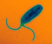 Helicobacter pylori bacteria,TEM