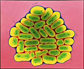 Escherichia coli 0111 bacteria