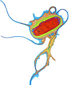 E. coli bacterium