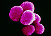 False-colour SEM of Staphyloccus sp