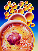 Art of colony of Staphylococcus bacteria