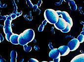 Illustration of Streptococcus bacteria