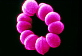 Closed chain of Streptococcus bacteria