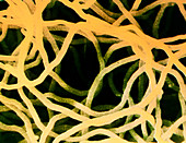 Mycelium of Streptomyces griseoviridis bacteria