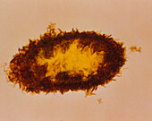 Desulphovibrio sp. bacterium,TEM