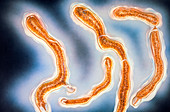 Illustration of Mycoplasma sp