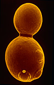 SEM of budding yeast