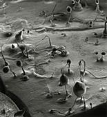 SEM of spore towers of the slime mould