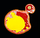 Coloured TEM of a budding yeast cell