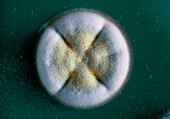 Soil fungus Trichoderma sp